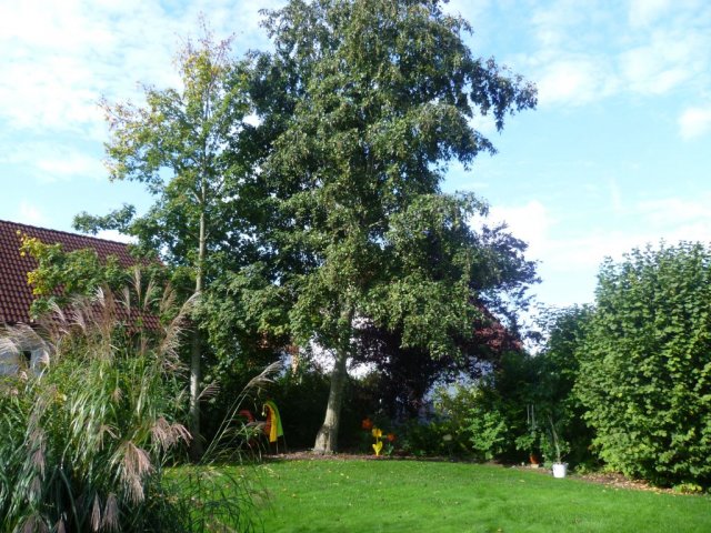 goetz033